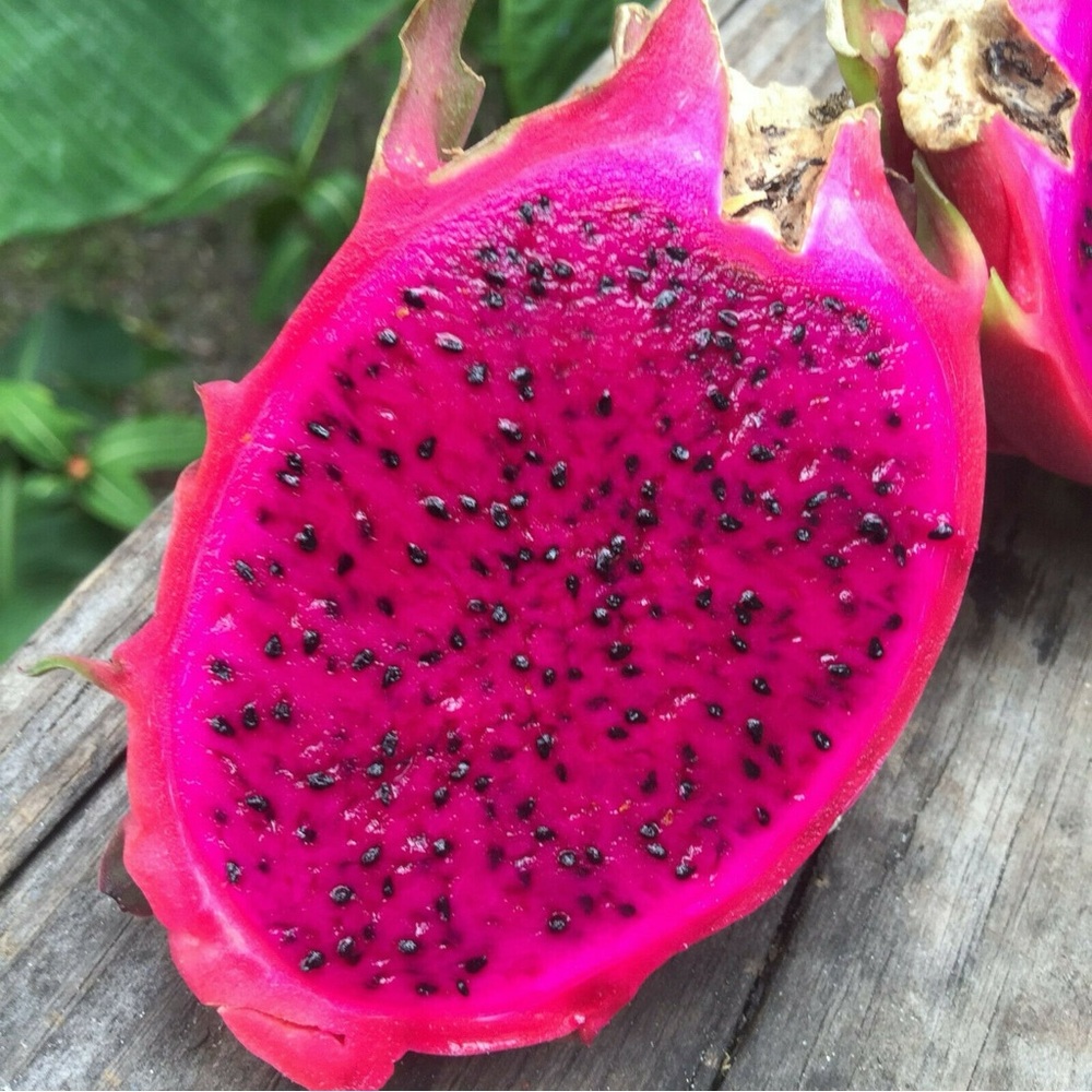 COPY - American Beauty Dragon Fruit Cutting